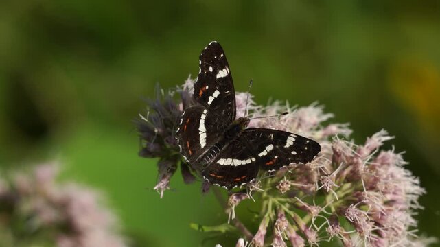 An adult The map butterfly (Araschnia levana) foraging on a pink flower (second generation)