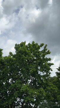 Storm clouds, strong wind and swaying trees, severe weather and natural disaster concept, dramatic sky, climate change, hurricane, storm front and extreme weather background