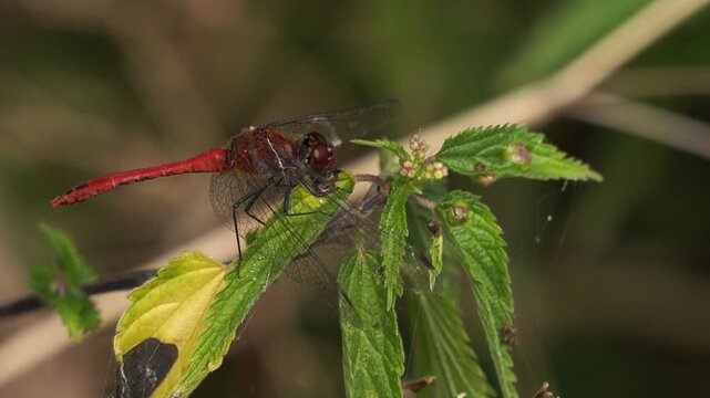 A Ruddy Darter (Sympetrum sanguineum) sitting on a nettle and inspecting its surroundings