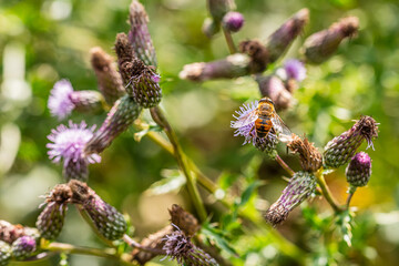 Fleures de chardons © Laurent Urbain