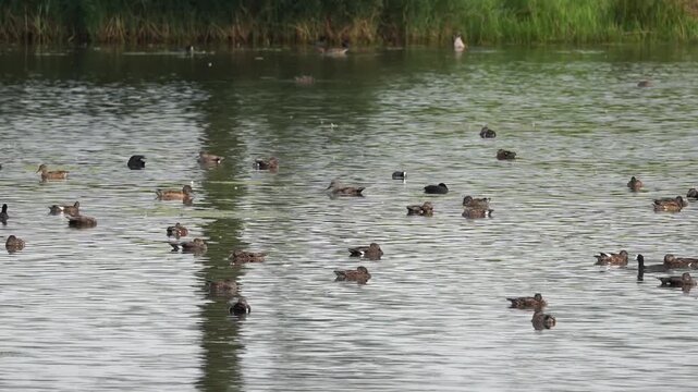 A large group of gadwalls (Mareca strepera) gathering on the water