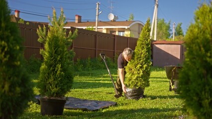 Man planting a thuja evergreen in a sunny backyard, working with shovel and wheelbarrow to...