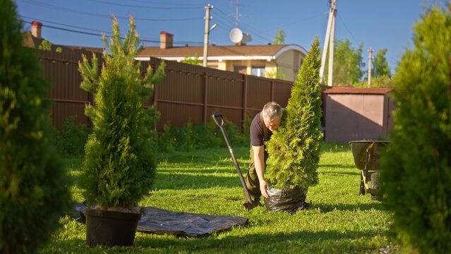 Man planting a thuja evergreen in a sunny backyard, working with shovel and wheelbarrow to landscape a residential garden, tending soil and caring for young conifer trees