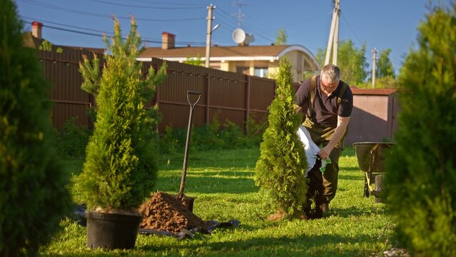 Man planting young evergreen trees in a sunny suburban backyard, kneeling to work soil with a shovel and wheelbarrow nearby, tending growth and nurturing new green life