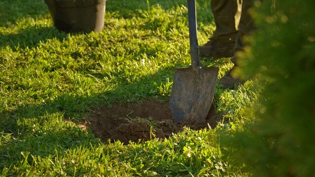 Person digging with a sturdy shovel into lush green lawn, creating a fresh hole and preparing soil for planting in a sunny backyard garden scene