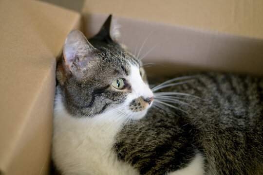 Tabby and white cat in a cardboard box