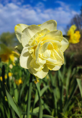 Obraz premium Blooming flower. Blooming yellow white daffodil Obdam flower. Blossomed narcissus growing in ground on sunny spring day with blue sky. Flower inflorescence with petals, green leaves. Growing varietal
