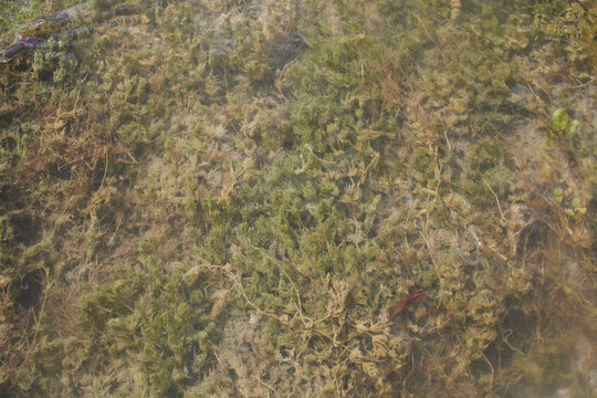 Ceratophyllum demersum aquatic plant by the river