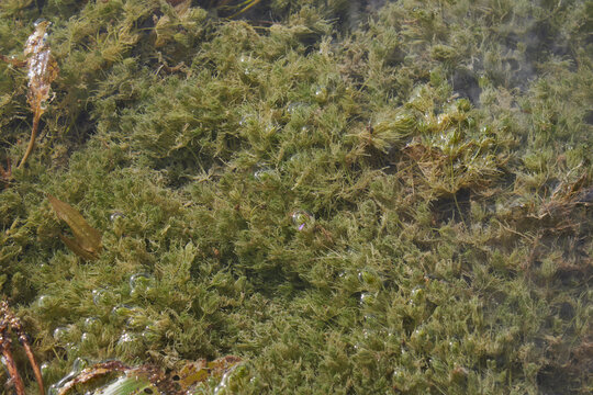 Ceratophyllum demersum aquatic plant by the river