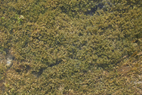 Ceratophyllum demersum aquatic plant by the river