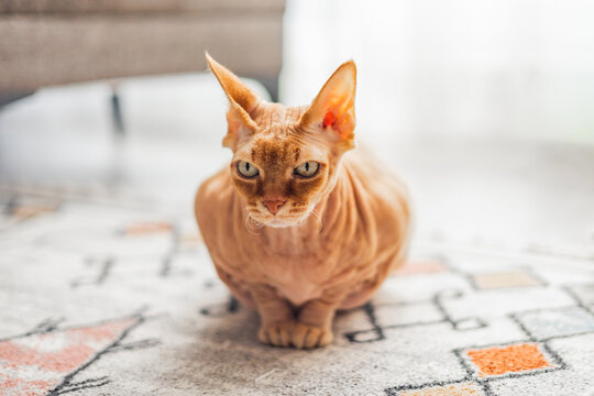 Hairless Donskoy sphynx cat sitting indoors and looking at camera. Exotic domestic pet with wrinkled skin, large ears and expressive eyes in cozy home environment.