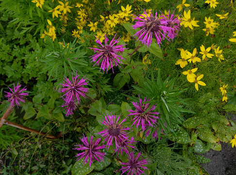 Monardes Blaustrumpf roses et Cor&eacute;opsis verticill&eacute; ou Cor&eacute;opsis &agrave; feuilles en aiguilles Zagreb jaunes