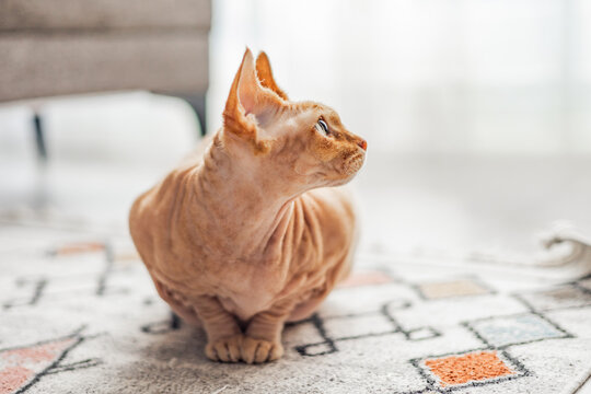 Hairless Donskoy sphynx cat sitting indoors and looking at camera. Exotic domestic pet with wrinkled skin, large ears and expressive eyes in cozy home environment.