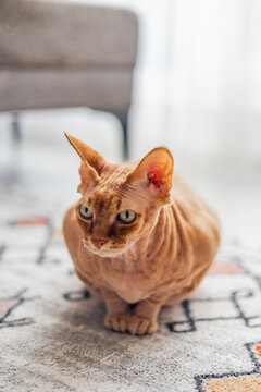 Hairless Donskoy sphynx cat sitting indoors and looking at camera. Exotic domestic pet with wrinkled skin, large ears and expressive eyes in cozy home environment.