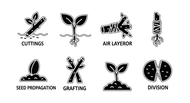 Plant Propagation Methods Icons: Cuttings, Grafting, Division, Seed