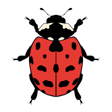 Red ladybug digital illustration with black spots isolated on transparent background