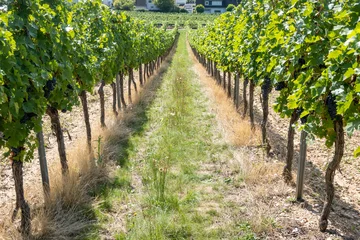 Fototapeten Toskana Beautiful wine grapes vineyard in Europe. Large bunches of red grapes.  © Iryna