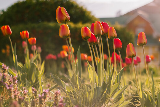 Spring tulips in vivid red and yellow colors growing in a garden, bathed in soft sunlight with dreamy background blur.