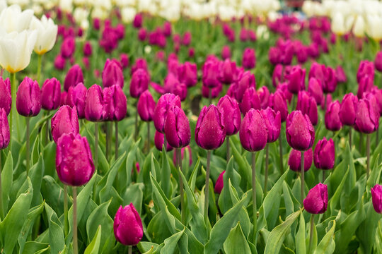 A field of purple tulips blossoms beautifully in spring, combining bold color with soft greenery in a lush outdoor setting.