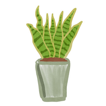 Hand Painted Snake Plant Watercolor Houseplant Clipart PNG