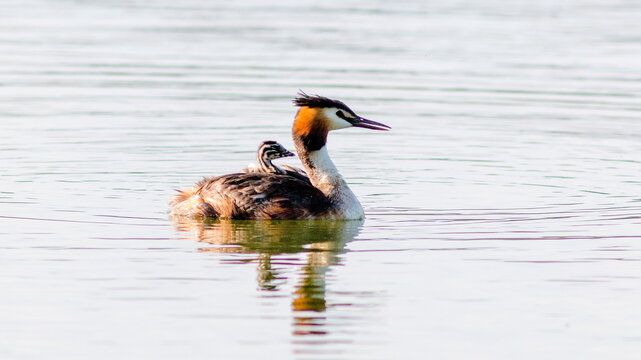 great crested grebe