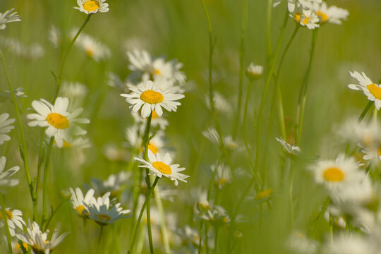 Oxeye daisy flowers growing throughout a summer meadow
