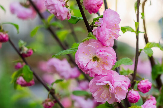 Peaceful spring garden scene featuring an ornamental almond tree with dense pink blooms covering its delicate branching structure.
