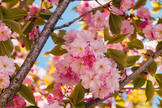 Blooming sakura tree filled with vibrant pink flowers and scattered petals in a tranquil spring garden setting.