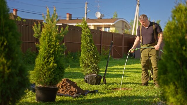 Man watering newly planted thuja in sunny backyard with garden hose, tending evergreen shrub while gardening and landscaping, summertime home care and outdoor hobby maintenance