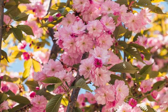 Vibrant sakura blossoms blooming on a graceful tree branch surrounded by fresh greenery and a peaceful spring atmosphere.