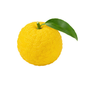 Yuzu auf wei&szlig;em Hintergrund, isoliert