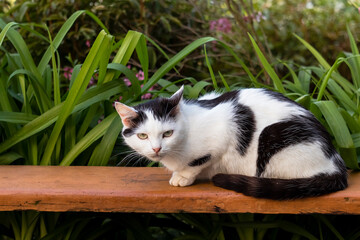 White black stray cat surrounded by fresh green plants while resting on a wooden bench outdoors, illustrating concepts of abandoned pets, animal rescue, kindness, and urban wildlife survival. © Tanya