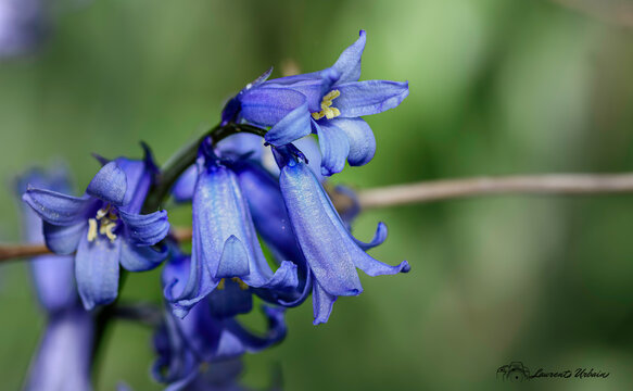 fleure de type lys mauve
