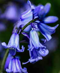 fleure de type lys mauve © Laurent Urbain