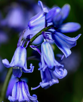 fleure de type lys mauve