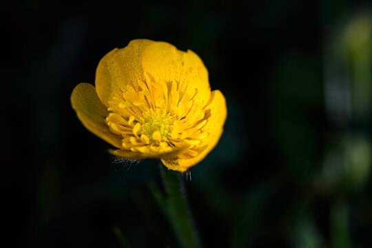 fleure jaune sur fond noir