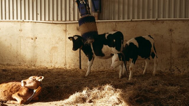 Young calves are grooming their fur using an automated rotating brush and resting on hay bedding inside a modern farm barn, highlighting animal welfare