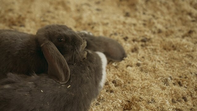 Two adorable rabbits, one dark grey with lop ears and another partially visible with white markings, are affectionately cuddling on soft wood shavings