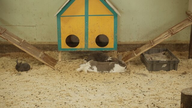 Rabbits are relaxing on wood shavings inside a secure pen, featuring a colorful hutch and wooden ramps, creating a calm environment for animal welfare and pet care