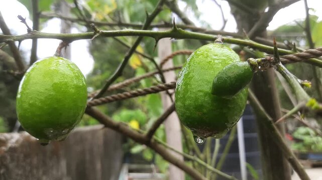 Close-up view of fresh, wet green lemons growing on a thorny citrus tree branch in a garden setting, with water droplets visible on the fruit.
