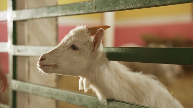 Young white kid goat peering curiously through a green wooden fence in a rustic barn, enjoying its natural rural environment on a small family farm, close up portrait of innocence