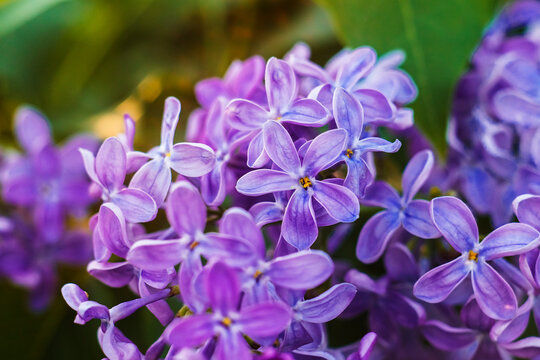 Blooming spring lilac with dense purple flowers and fresh green leaves, captured in soft daylight.
