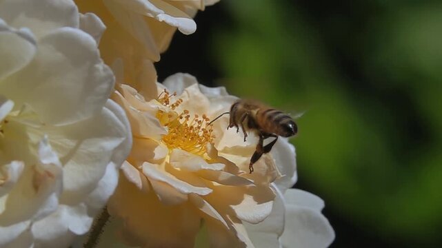  Bee on white orange rose Flower. Honeybee and Rose flower. Slow-motion
