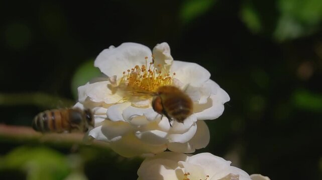  Bee and bumblebee. Take turns. funny slow-motion.