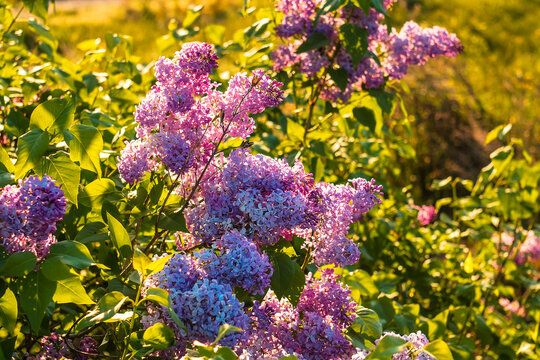 Blooming lilac clusters in a spring garden, illuminated by warm sunset light with fresh greenery and soft floral beauty.