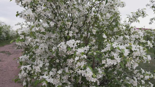 Fresh white apple blossoms blooming on tree branches in sunny spring garden. Romantic floral scenery with delicate petals, natural beauty and seasonal countryside atmosphere.