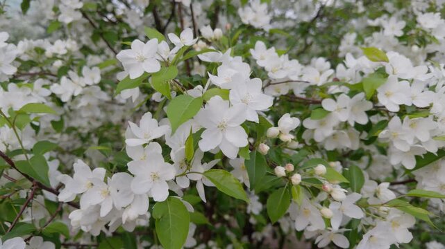 Close up of blooming apple tree branches covered with soft white flowers during spring season. Natural floral background with fresh blossoms, orchard beauty and peaceful garden atmosphere.