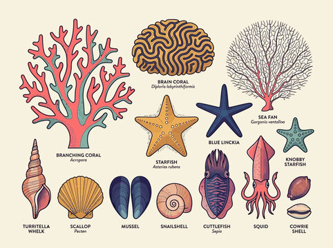 Collection of Marine Life Scientific Illustrations with Corals, Starfish, Seashells, and Cephalopods - Vintage Educational Poster Style