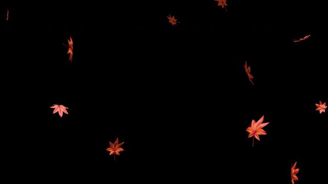 Stylised Japanese Maple Leaves Falling on Transparent Background - Seamless Loop