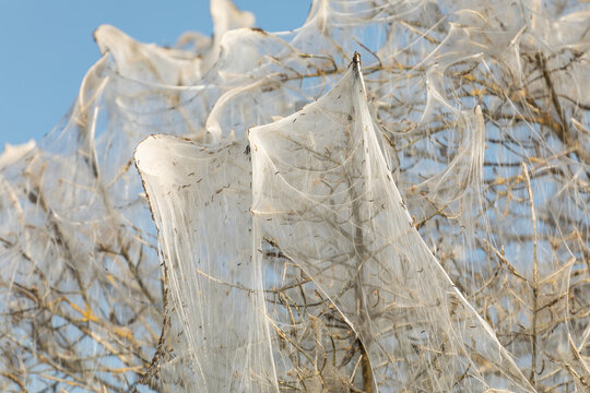 Close up of massive white silk webs with ermine moth caterpillars covering bare branches of a bush. Schwaben, Bavaria, Germany.